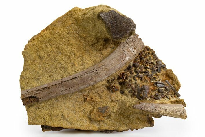 Hadrosaur Tooth, Bones & Turtle Shell in Sandstone - Wyoming #330987